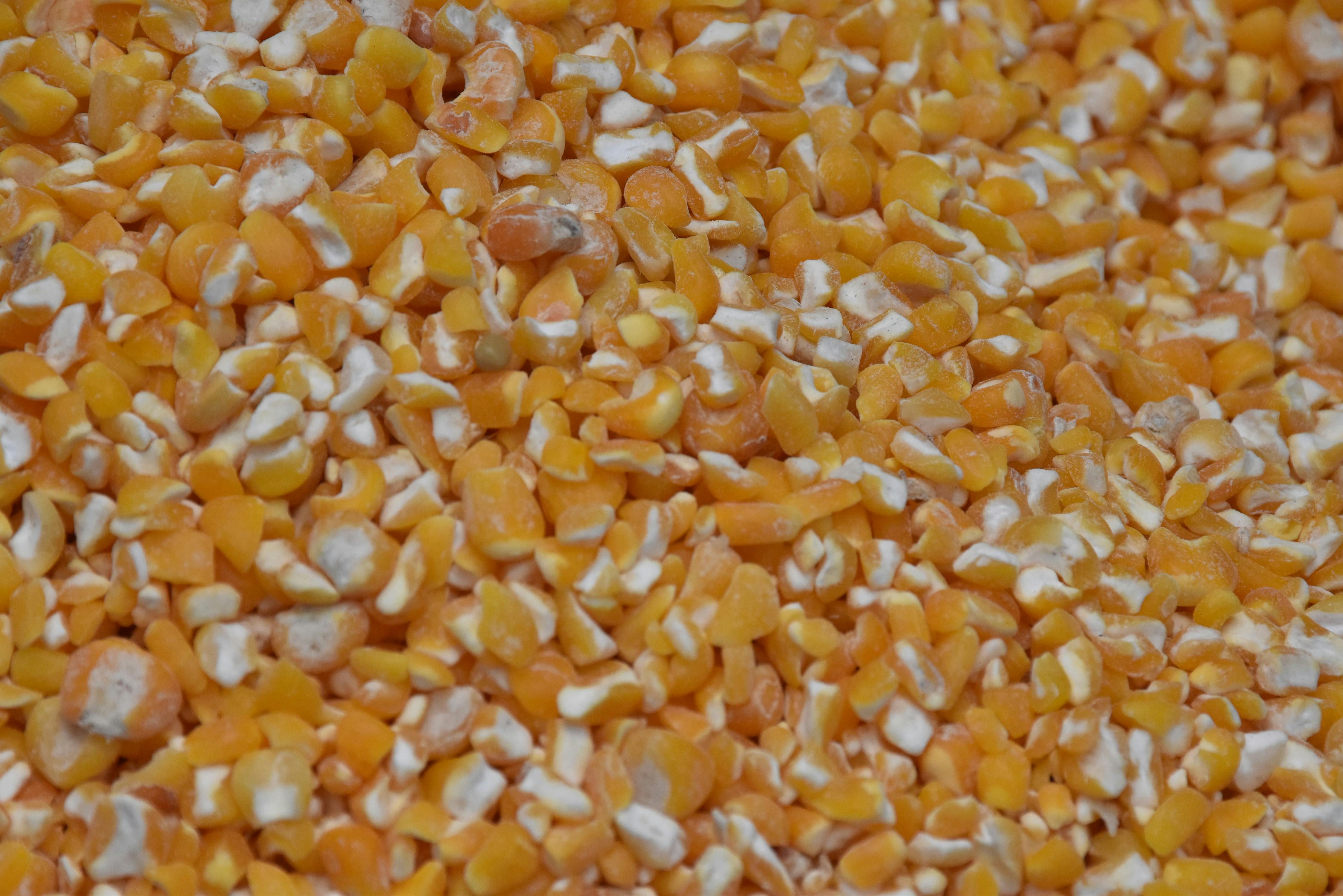 Natural Corn production at Spinzer Farms