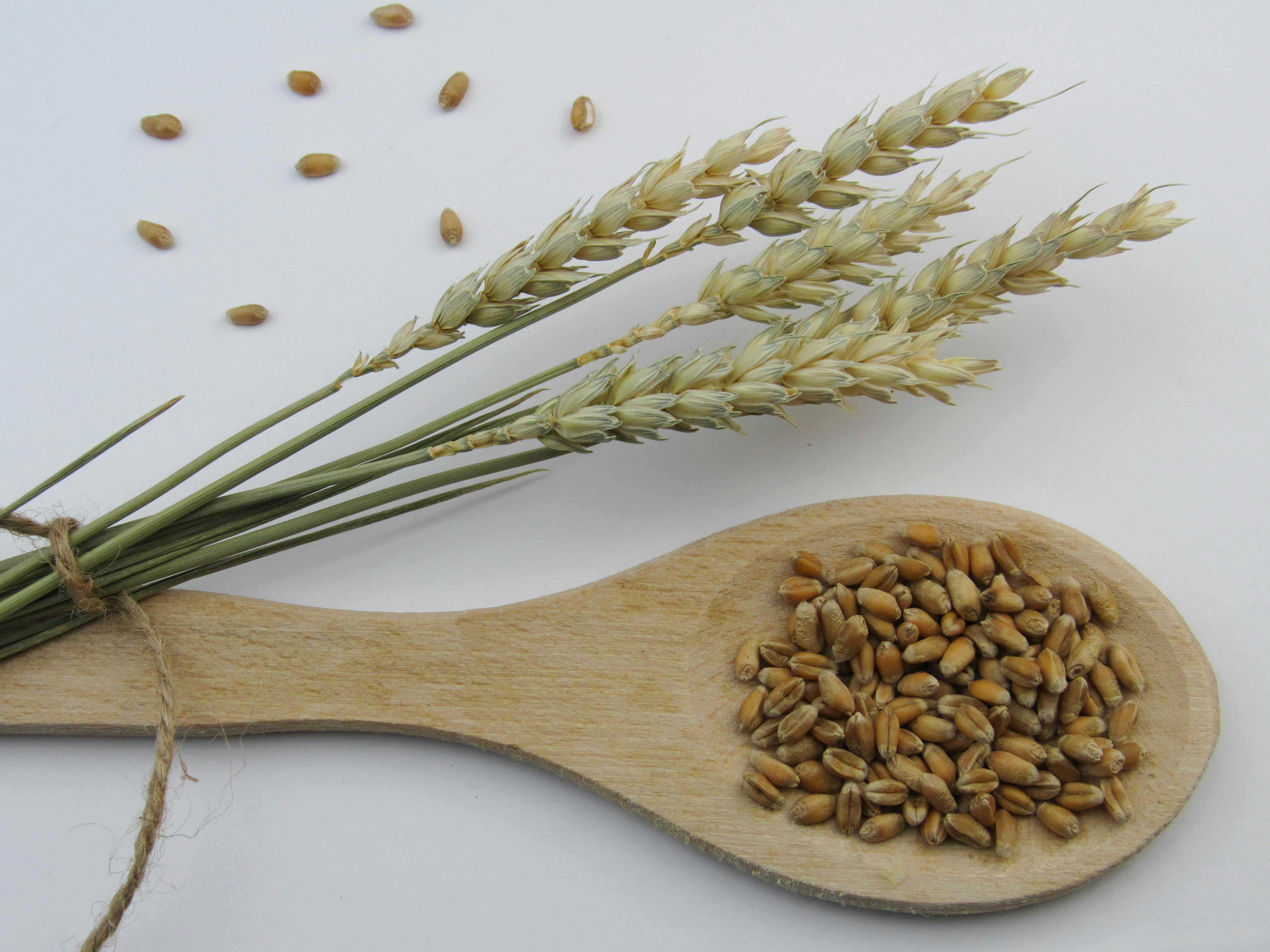 Natural Wheat production at Spinzer Farms